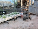akha (50)